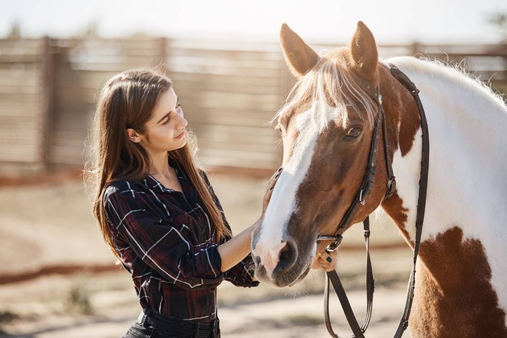 Signs That a Horse Trusts You