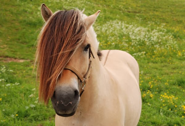 Fjord Horse