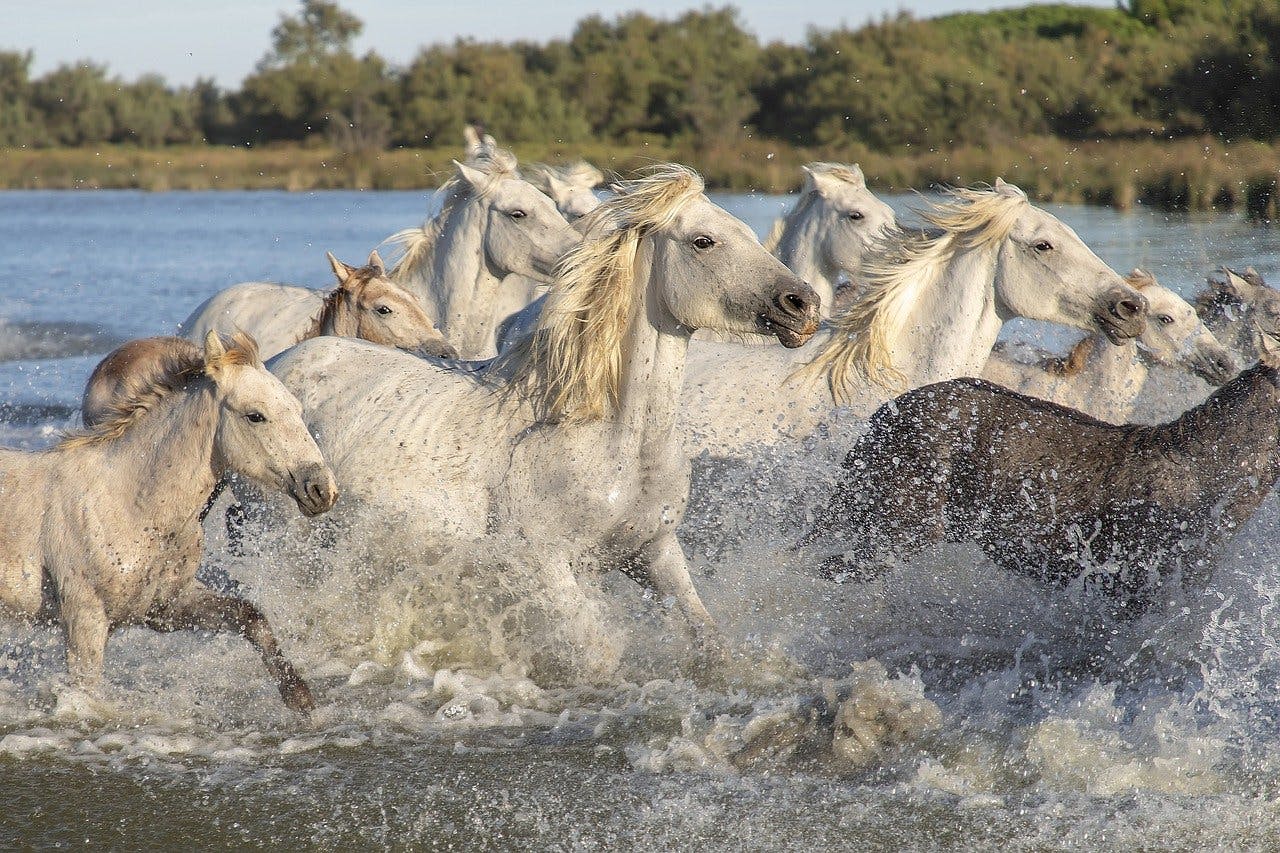 horse runining in water