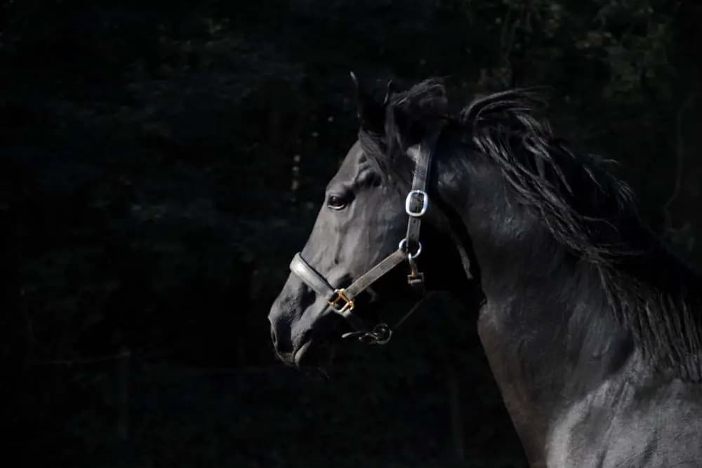 Can Horses See in the Dark?