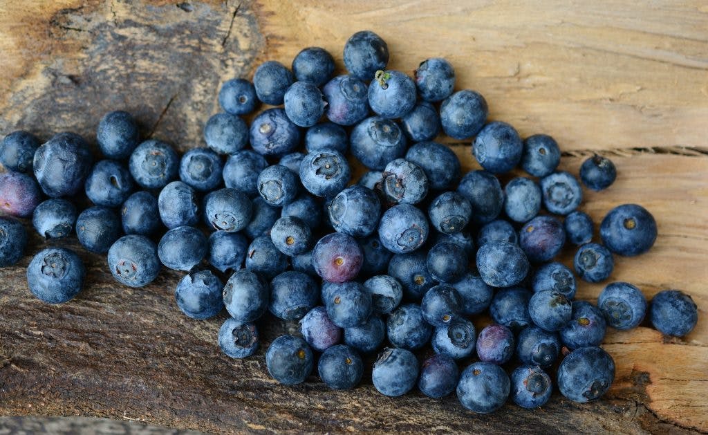 Can Horses Eat Blueberries?