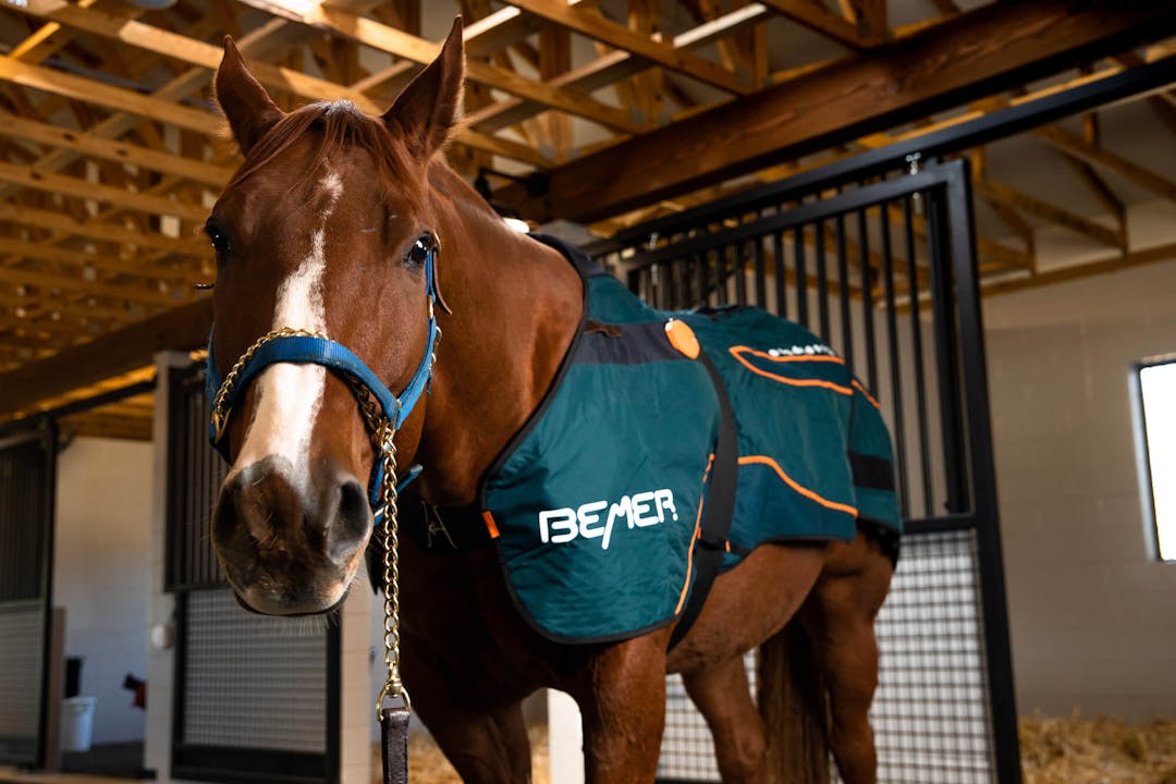 Bemer Horse Blanket: Revolutionizing Equine Therapy and Recovery