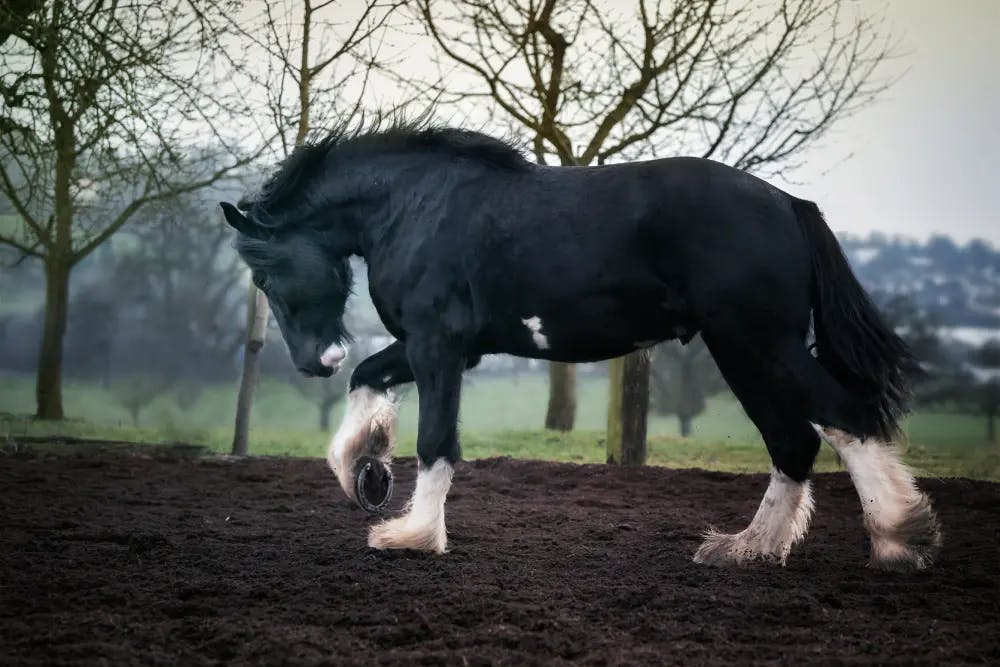Breeds of Big Horses