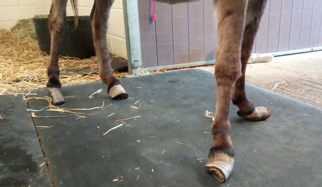 Horses Hooves Overgrown: Causes, Symptoms, and Treatment