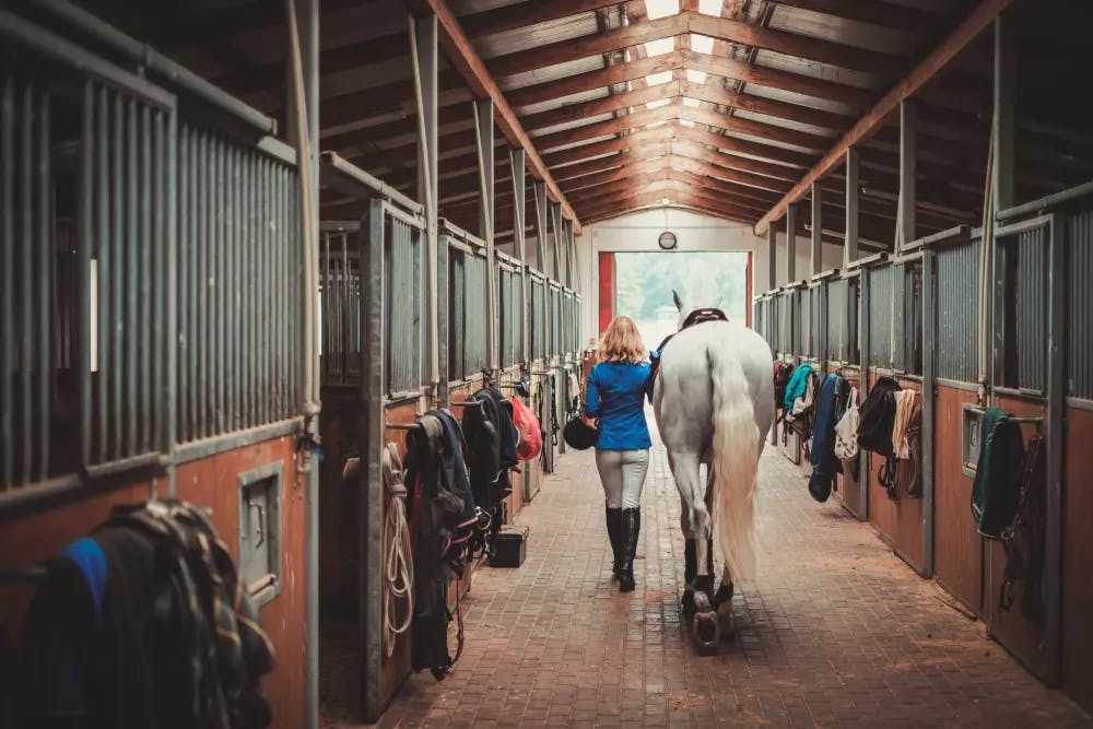 How Much Does it Cost to Board a Horse?