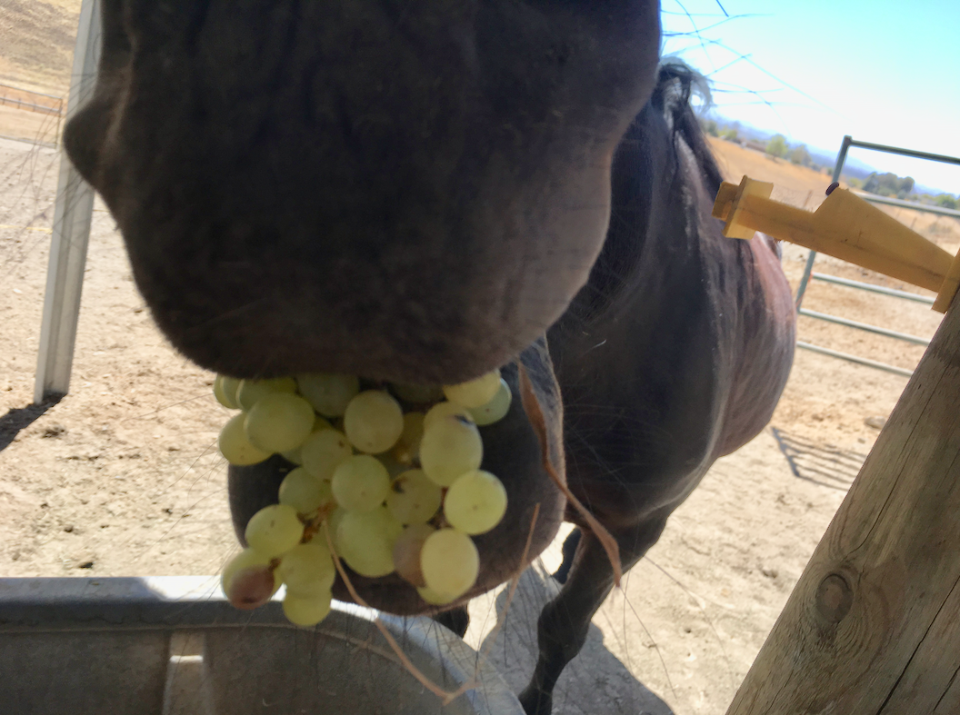 Can Horses Eat Grapes?