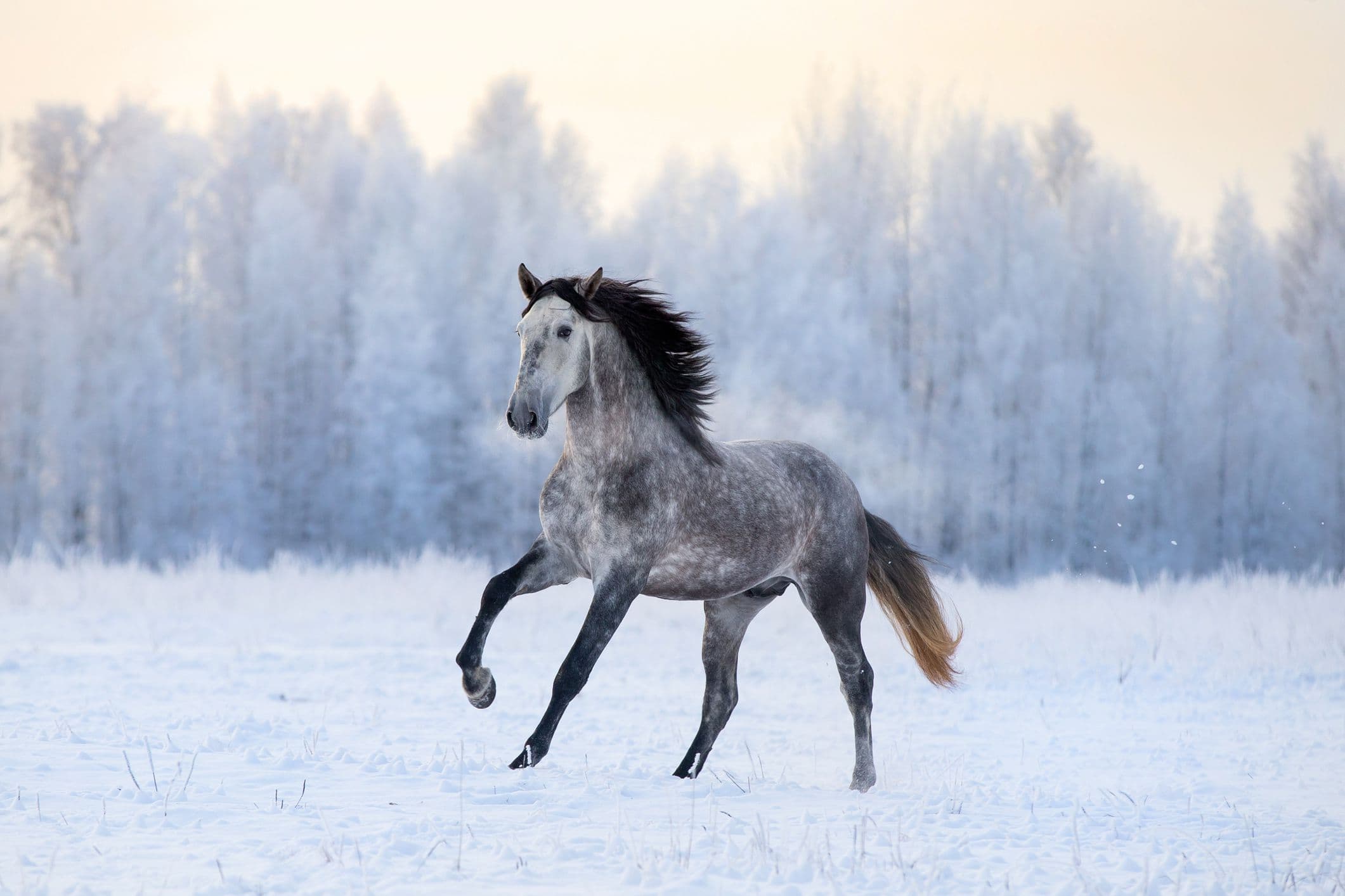 Andalusian