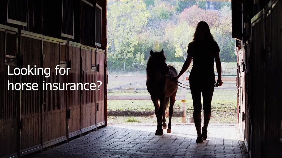 Horse Insurance: Protecting Your Investment