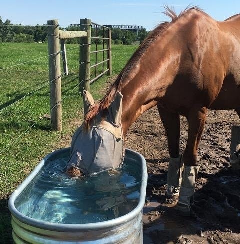 Do horses like getting wet?