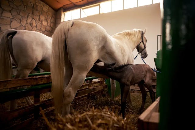 Newborn Horse Hooves