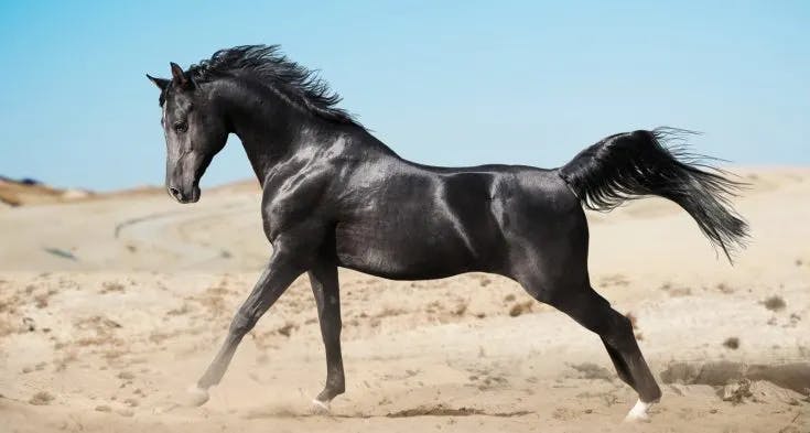 Black Arabian Stallion horse breed
