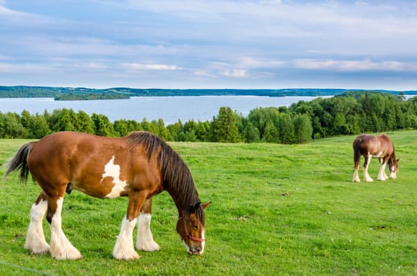 Clydesdale