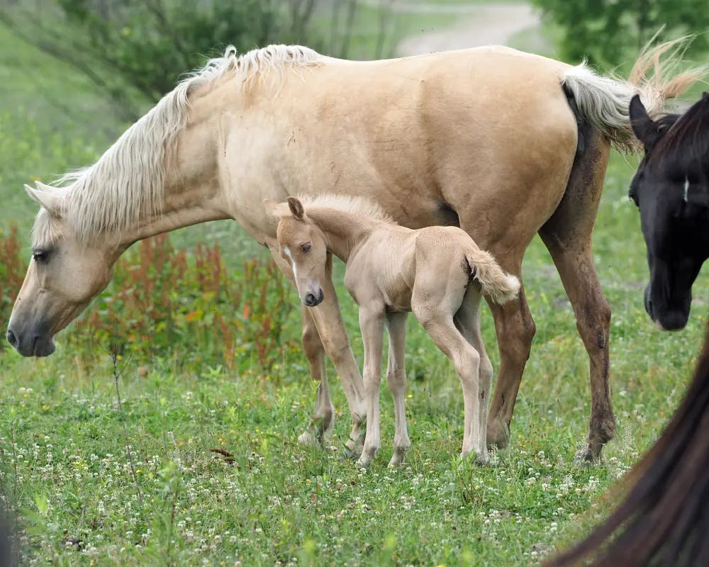 How Long is a Horse Pregnant