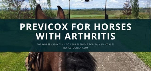Previcox for Horses