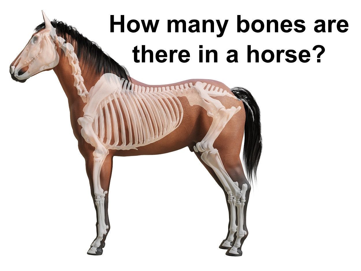 how many bones does horses have
