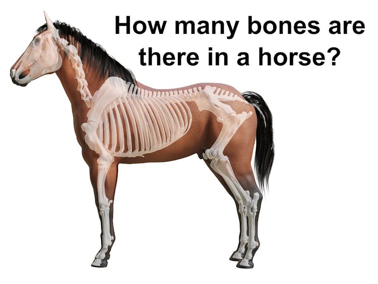 How Many Bones Does a Horse Have?