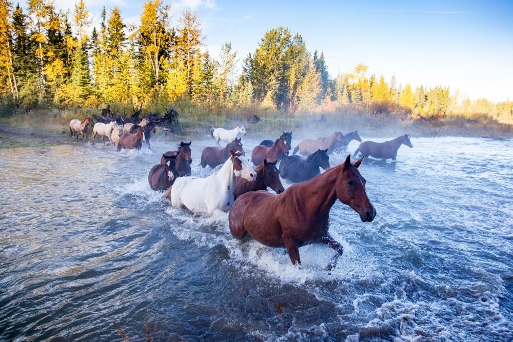 Can Horses Swim? What you need to know before you start.