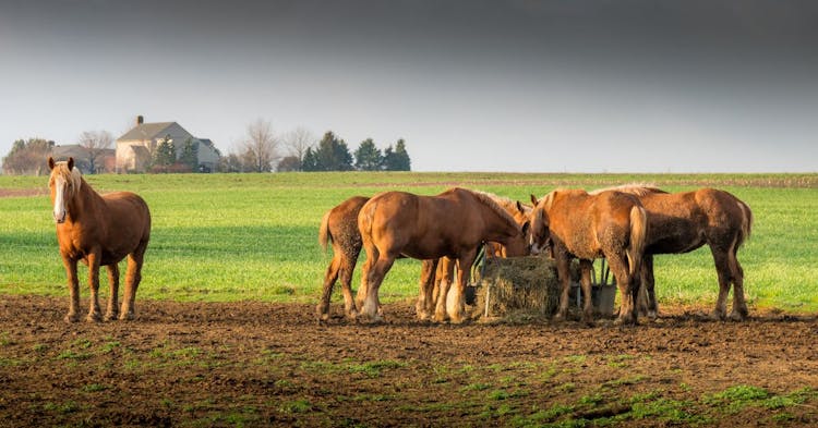 How Much Does It Cost to Feed a Horse?