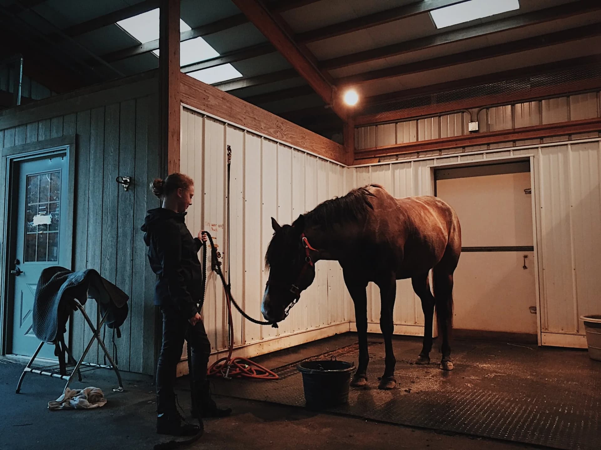 Banamine for Horses