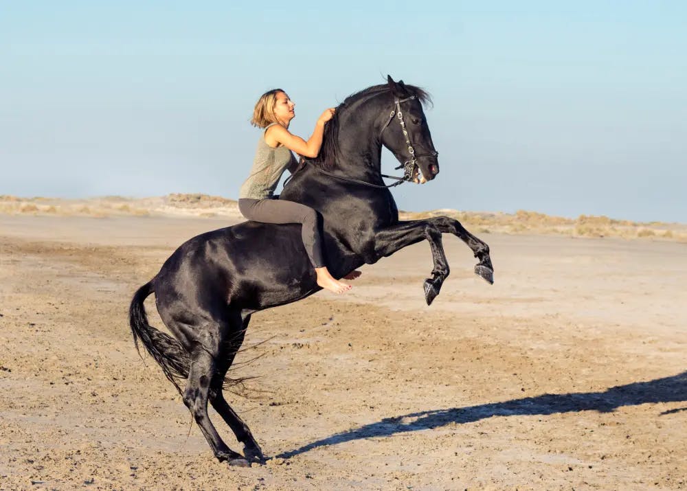 It is Hard to ride Horse? Discover the rewards of mastering this skill.