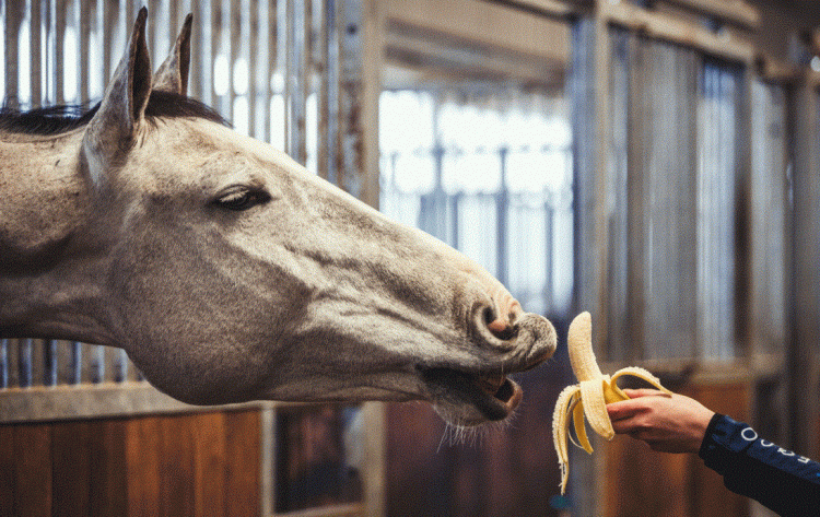 Can Horses Eat Bananas?