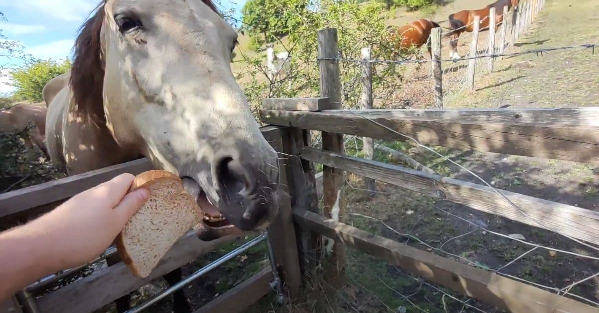 Can Horses Eat Bread?